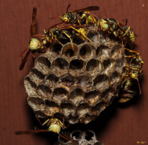 photo of a western paper wasp nest with three male and three or four female wasps on it.