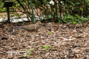 photo of a mourning dove on natural mulch.