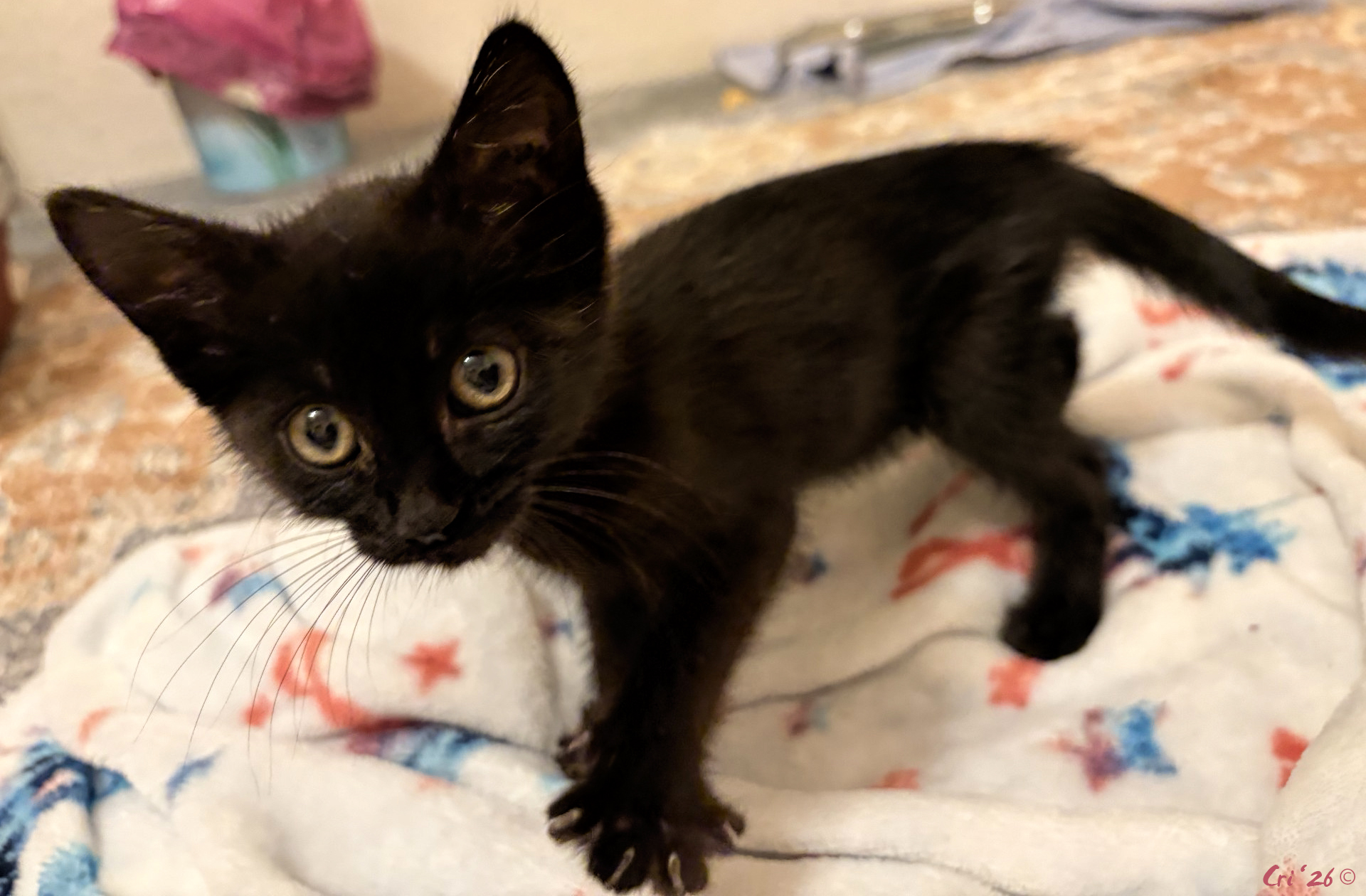 photo of a very small, skinny black kitten making biscuits on a plush blanket.