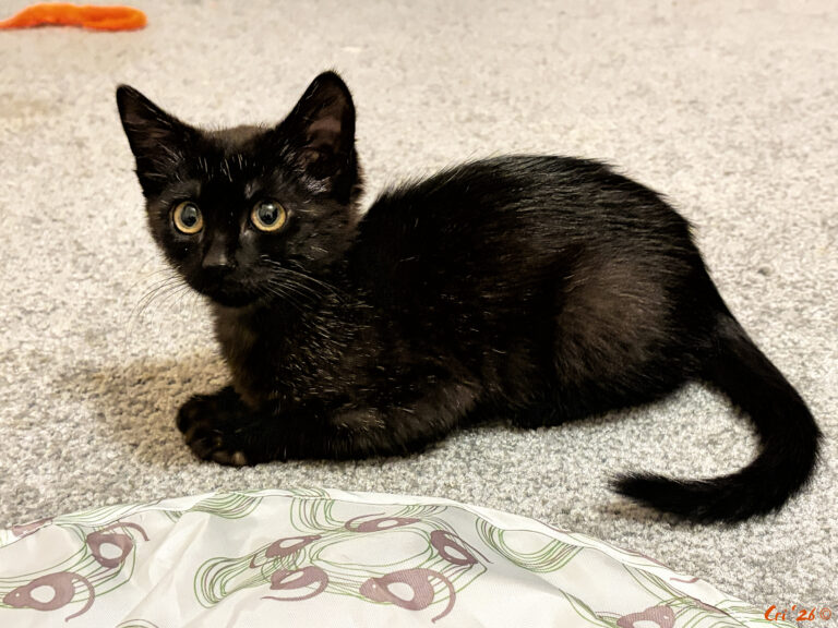 photo of a twelve week old black kitten with a dusting of white hairs.