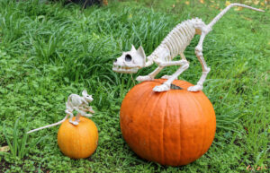 photo of a medium and small pumpkin in the grass. a cat skeleton decoration is on the large one, a mouse skeleton on the small one.