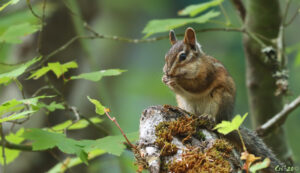 photo of a chipmunk sitting up on a mossy lava rock paws to their mouth eating a seed. they are surrounded by vine maple.