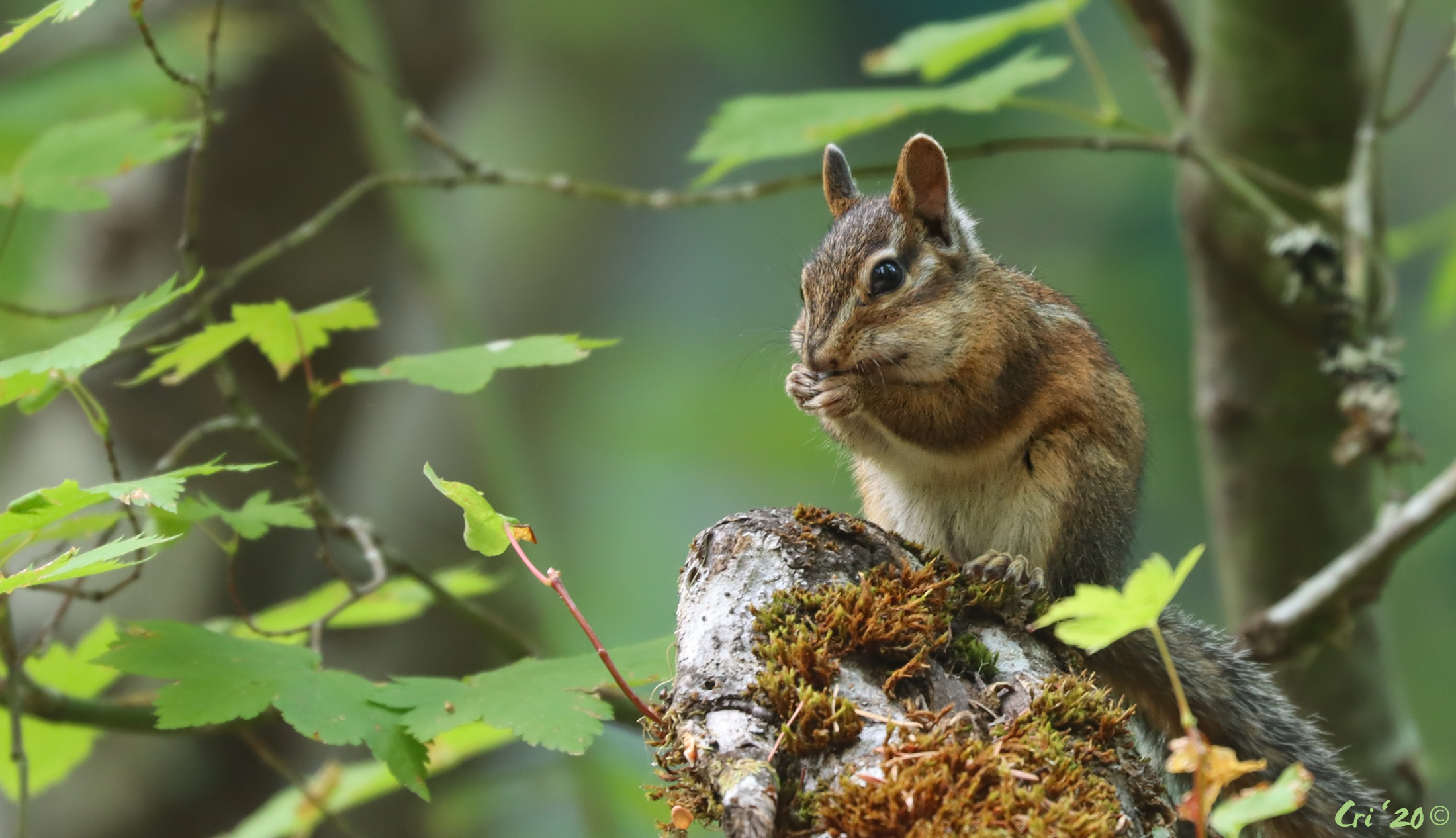 photo of a chipmunk sitting up on a mossy lava rock paws to their mouth eating a seed. they are surrounded by vine maple.
