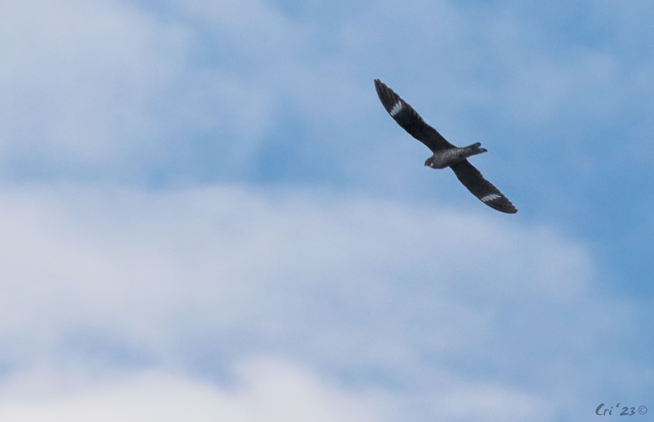 photo of a common nighthawk in flight..