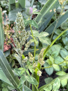 photo of a blooming clover next to a millet plant in front of a corn plant.