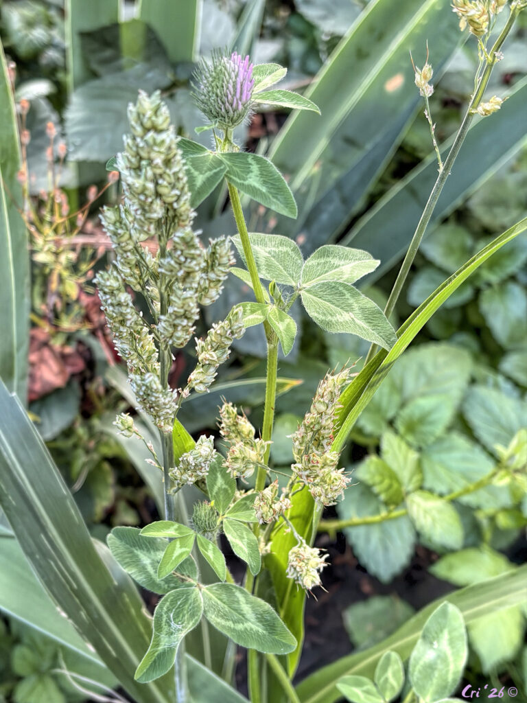 photo of a blooming clover next to a millet plant in front of a corn plant.
