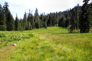 photo looking out across a subalpine meadow dotted with wildflowers.