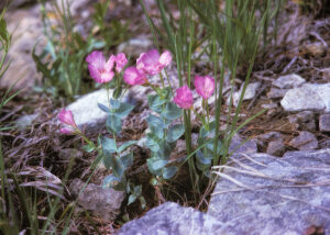 photo of a cluster of bright pink flowers growing up between some rocks.