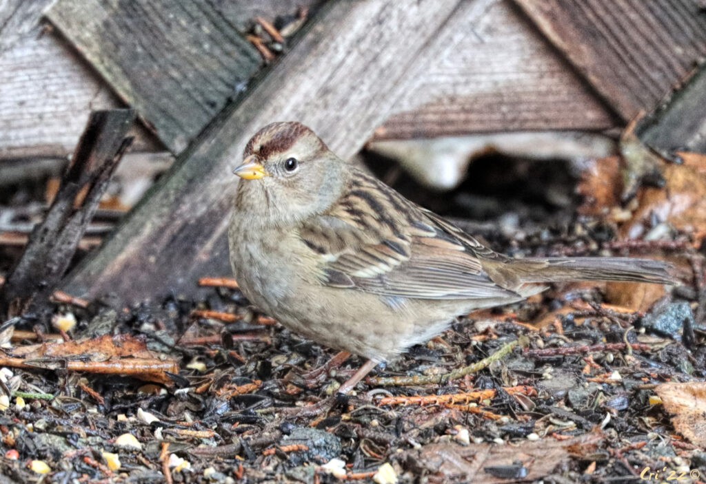 photo of a first year white crowned sparrow on gravely substrate. they have a tan crown with warm brown lines.