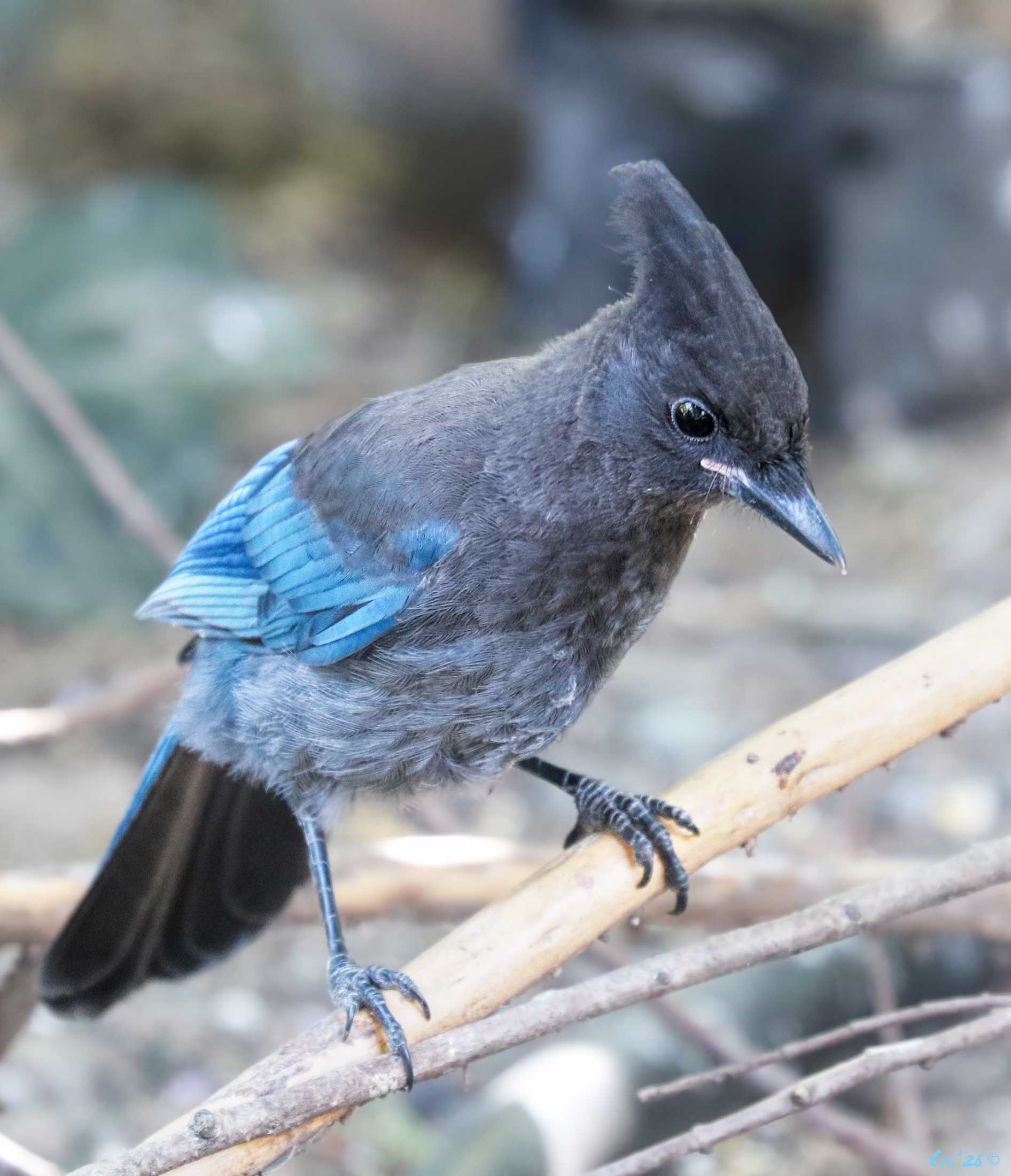 photo of a juvenile steller's jay standing on sticks looking down at the ground.