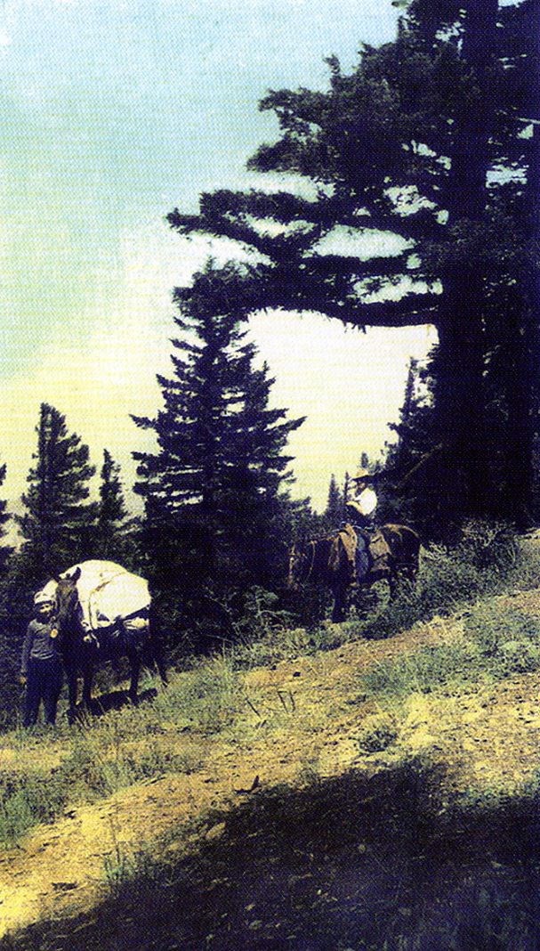photo of a couple and their pack horses in a meadow.