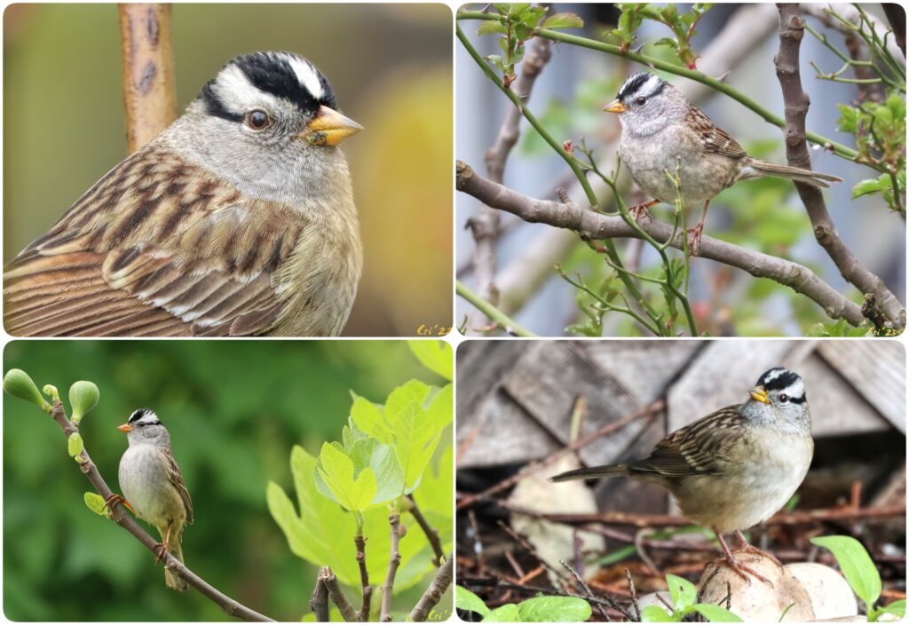 four up collage of adult white crowned sparrows in various trees and one on a rock on the ground.