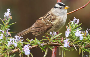 photo of a white crowned sparrow standing on a blooming, horizontal rosemary sprig.