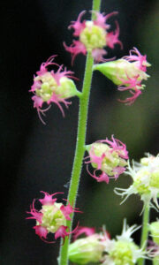 macro photo of tiny blossoms with feathery, pink petals.