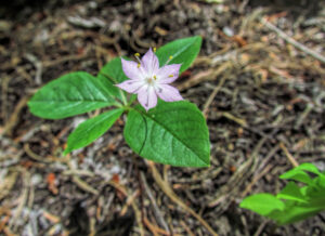 macro photo of a small, pink flower with six petals forming a star shape.