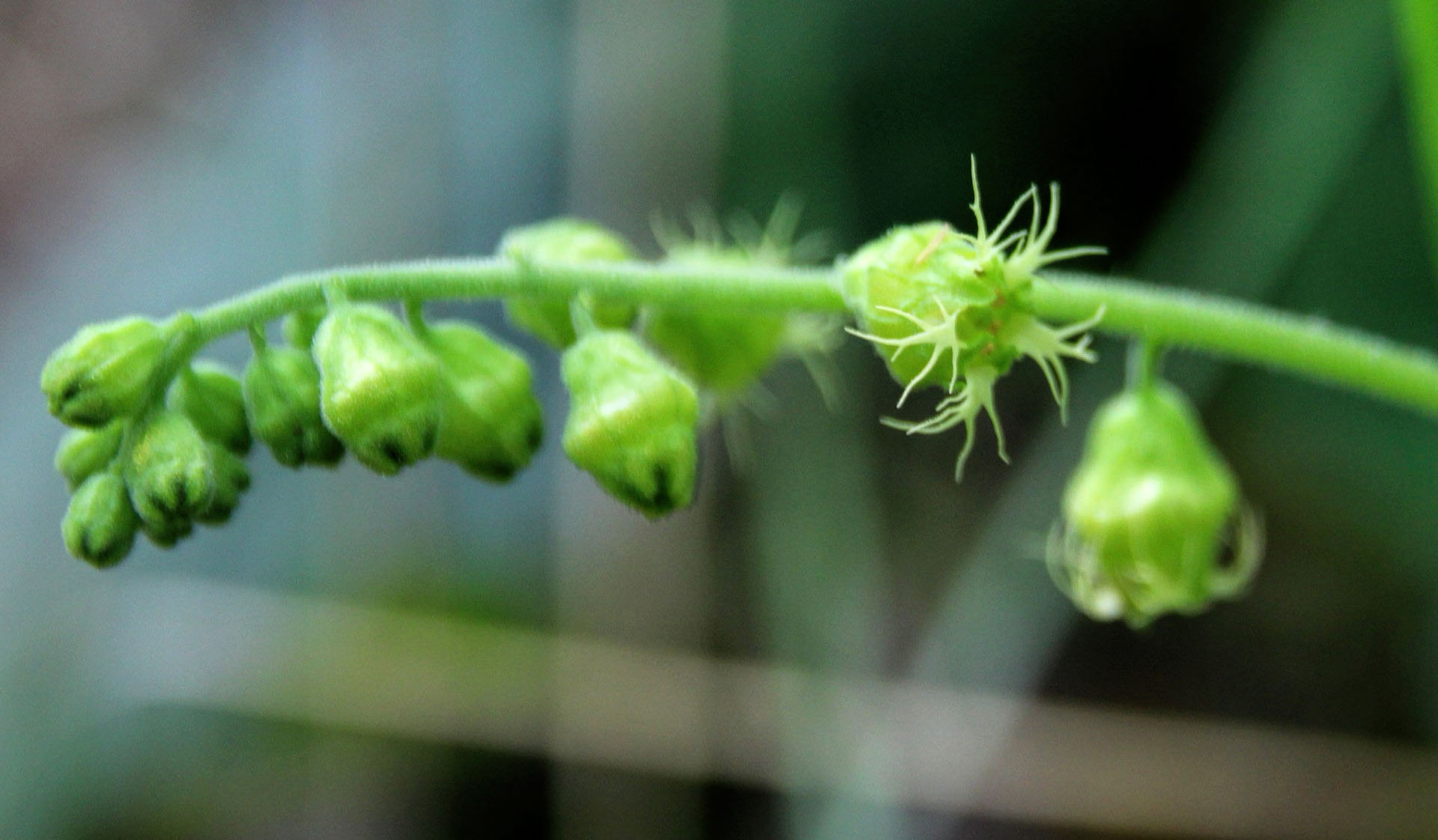 macro photo of a stem with small, green flowers.