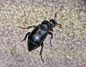 macro photo looking down on a black beetle with dark red tips on their feathered antennae.