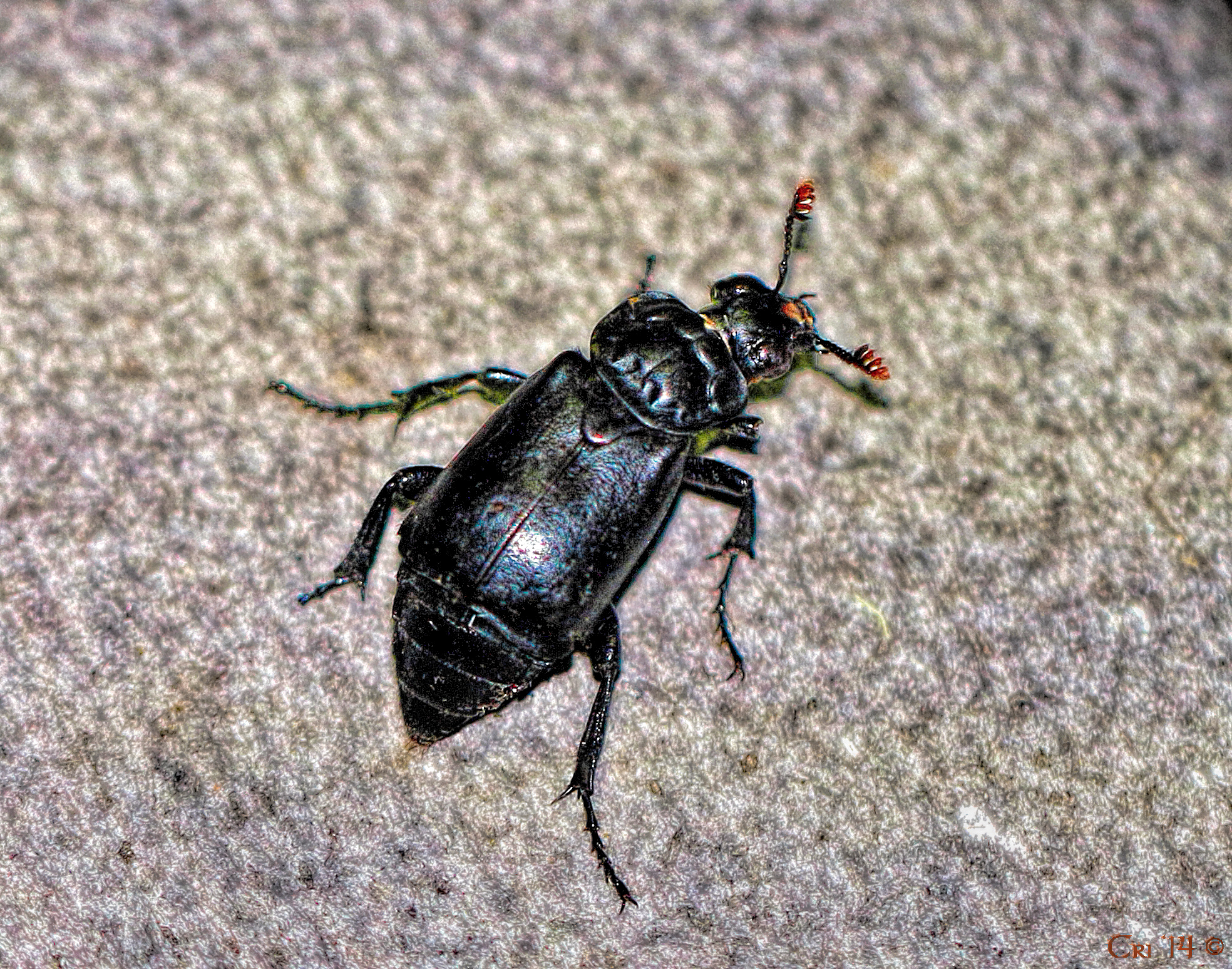 macro photo looking down on a black beetle with dark red tips on their feathered antennae.
