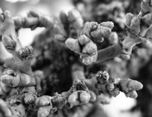 close up photo of the bracts of leafless mistletoe.