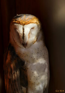 Photo of a sleeping barn owl.