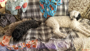 photo of a chocolate merle schnoodle dog, a black miniature schnauzer and a sheepadoodle lined up on a gray plaid blanket which is on a sofa.