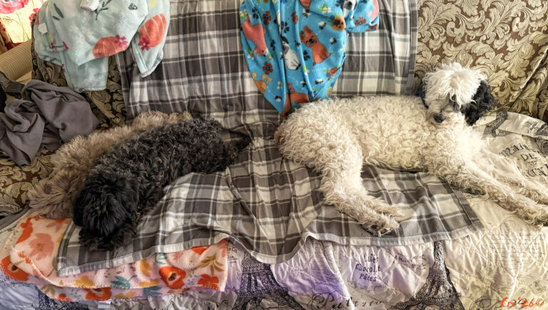 photo of a chocolate merle schnoodle dog, a black miniature schnauzer and a sheepadoodle lined up on a gray plaid blanket which is on a sofa.
