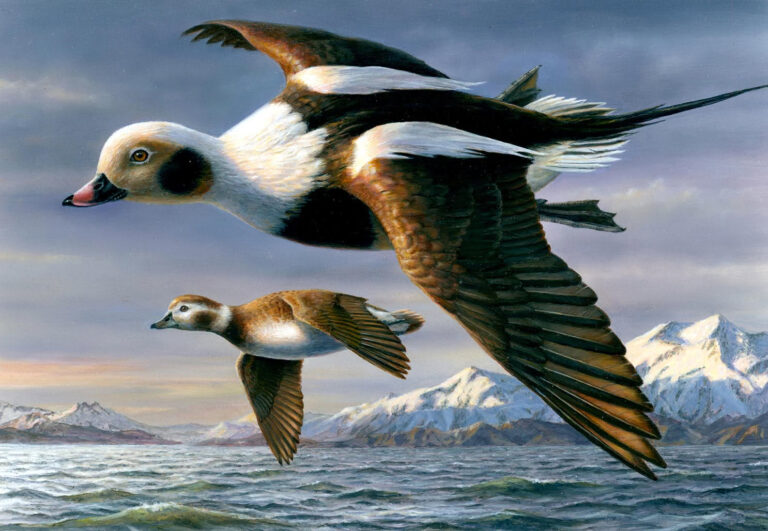 painting of a pair of long tailed ducks in flight.