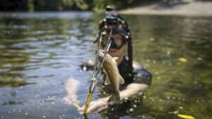 photo of a snorkler in a river holding up a spear with a small bass on it.