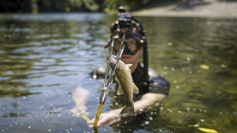 photo of a snorkler in a river holding up a spear with a small bass on it.