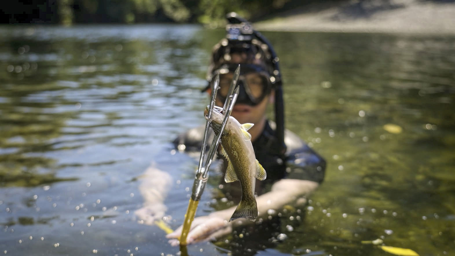photo of a snorkler in a river holding up a spear with a small bass on it.