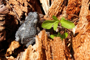 macro photo of a small, dark gray toad with a faint cream-colored stripe down their back nestled into the broken wood of a tree stump.